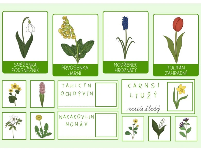 Ilustrace prvních jarních květin s českými názvy: sněženka, prvosanka, modřenec, tulipán a další