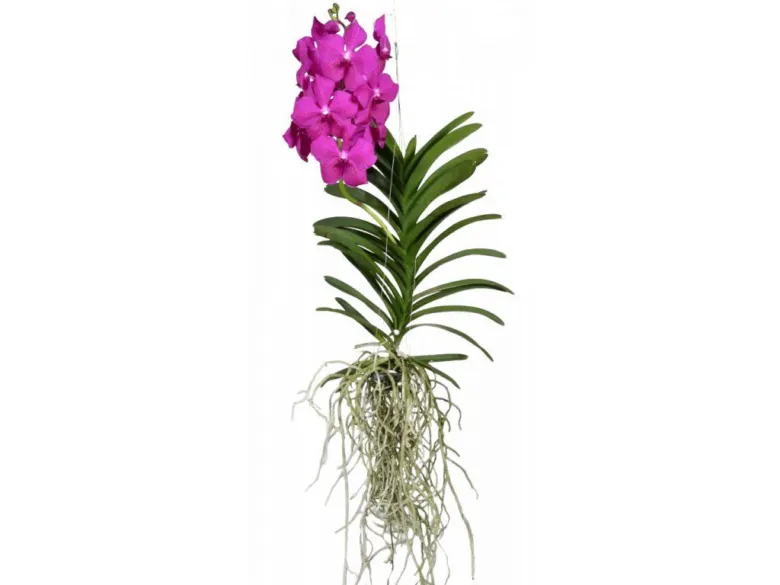 Vanda orchid with roots and flowers