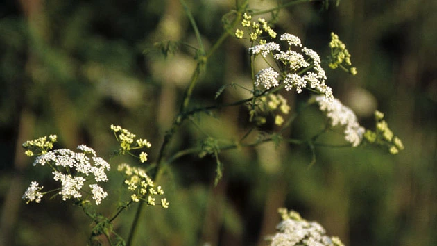 Bílé květy jedovatého prstence (poison hemlock) rostoucí na zeleném stonku.