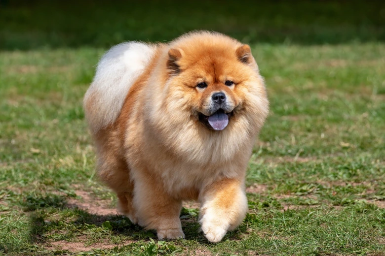 Pomalý pes plemene Chow Chow chodí po trávníku.