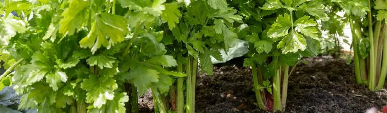 Celery plants in soil