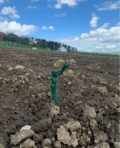 Mladá vinná réva pěstovaná na zahradě