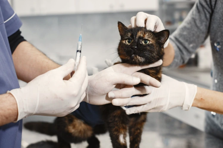 Kočka dostává očkování od veterináře s jehlou.