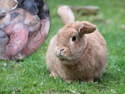Králík s mláďaty po porodu na trávě.