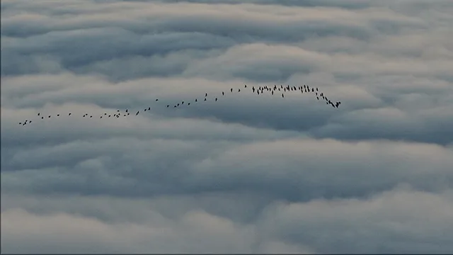 Sto ptáků letí ve tvaru písmene V nad mraky během jarní migrace.