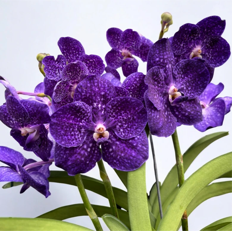 Fialové květy vandy, tropická epifytická orchidej.