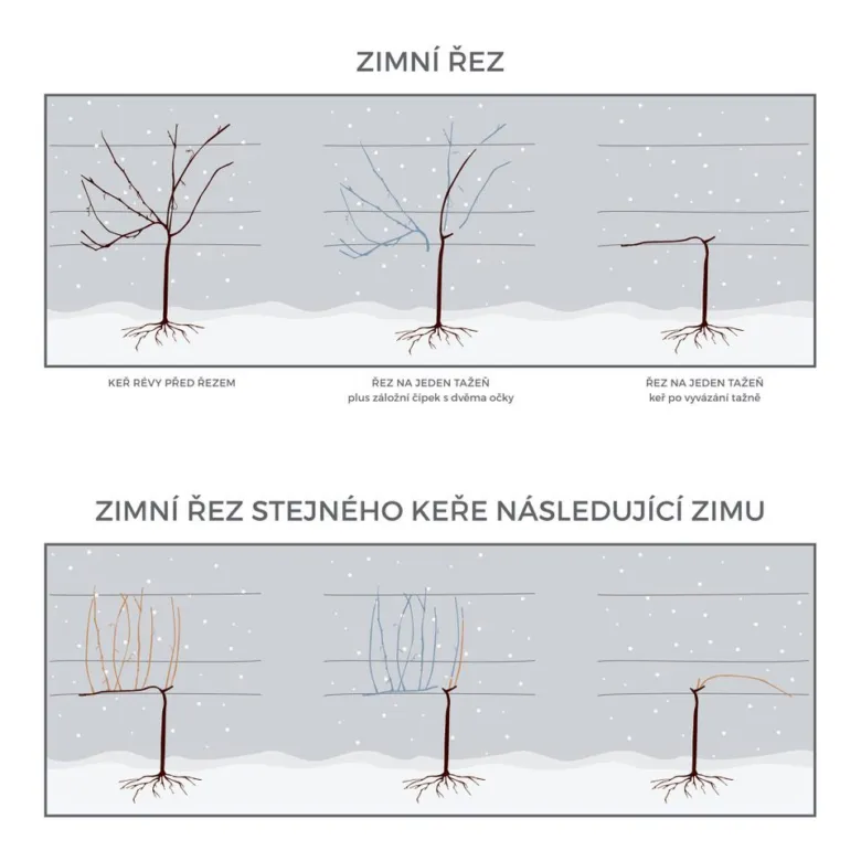 Zimní řez vinné révy – ukázka postupů pro zahradu