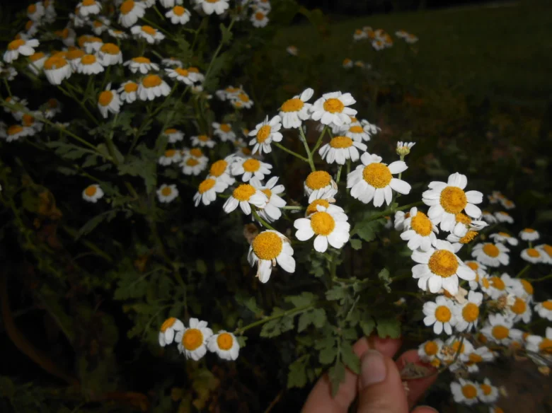 Chamomile flowers in bloom