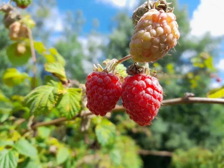 Čerstvé červené maliny rostoucí na keři venku.
