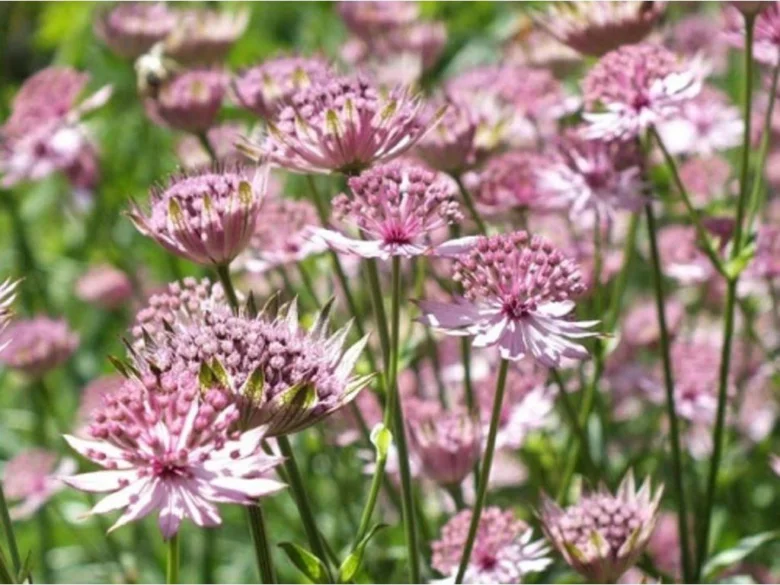 Rostlina astrantie major v květu s fialovými květy.