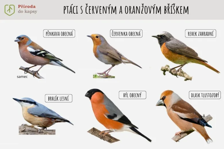 Ptáci s červeným a oranžovým bříškem – identifikace druhů.
