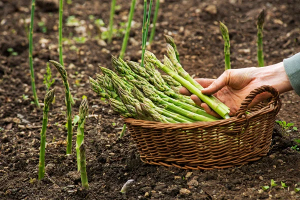 Harvested asparagus spears in basket