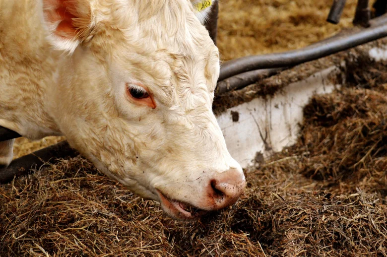 Bílá kráva jí sena v chovu na farmě.