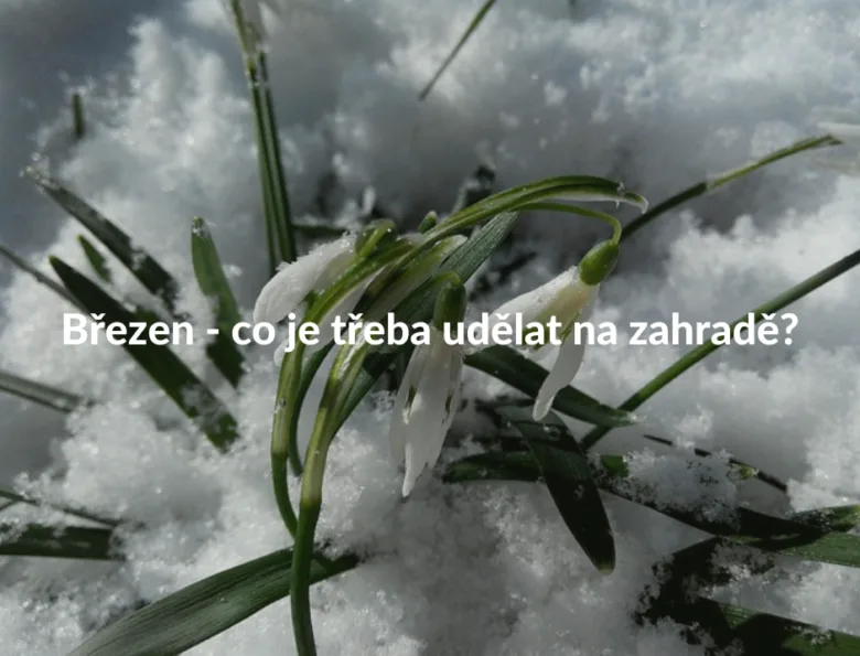 Bílé sněženky kvetou v březnu pod vrstvou sněhu.