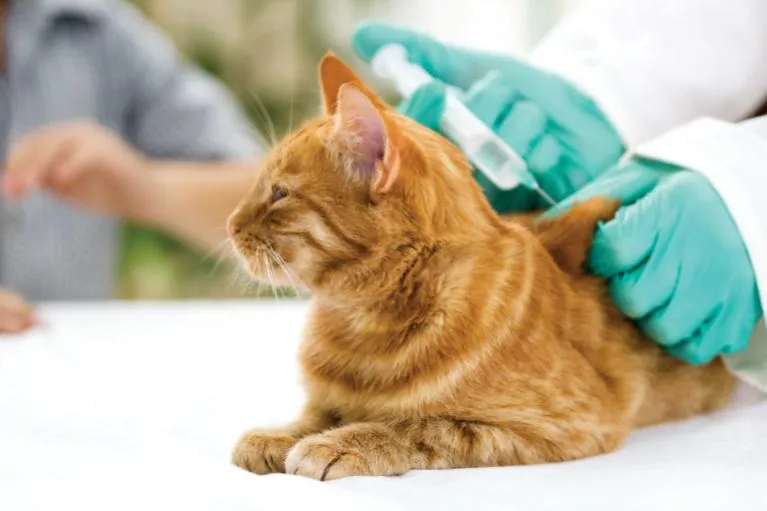 Kočka dostává očkování od veterináře v rukavicích.