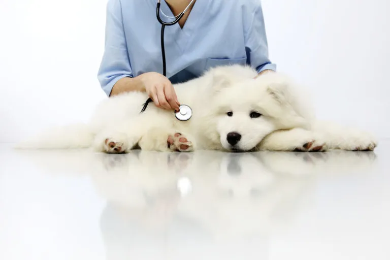 Veterinář zkoumá bílého psa pomocí fonendoskopu.