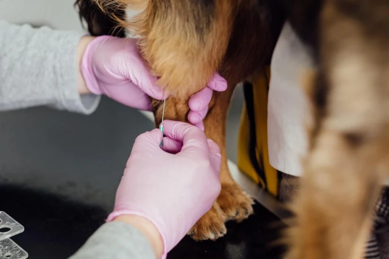 Veterinář injekce psu do nohy