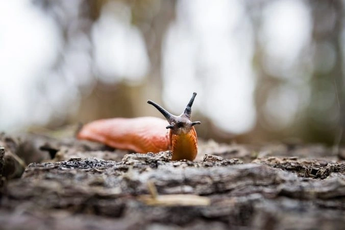 Oranžový slizák plíživý po kůře stromu v přírodě.