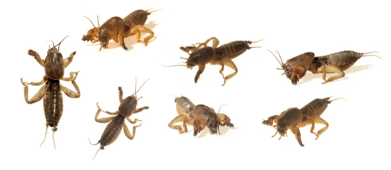 Krtonožky zobrazené z různých úhlů na bílém pozadí