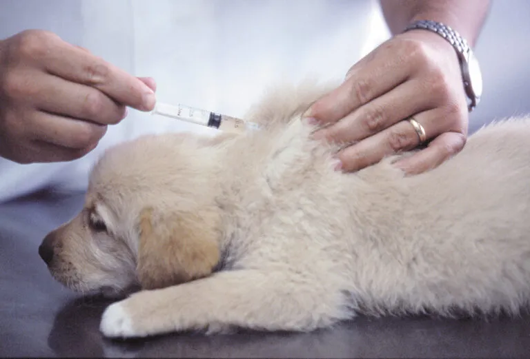 Veterinář podává injekci štěněti při léčbě psinky.