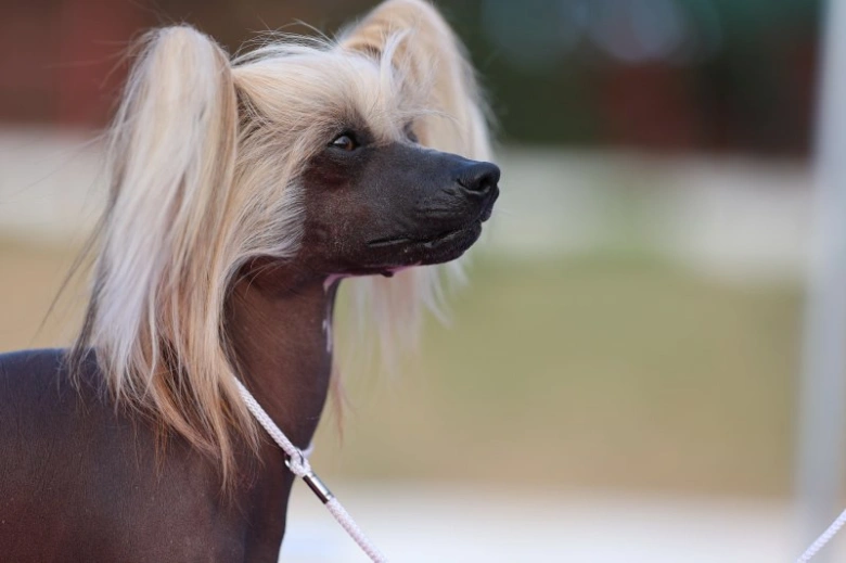 Portrét čínské naháče s dlouhými blond vlasy na hlavě.