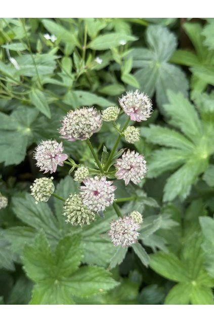 Rostlina astrantie major s květy růžové barvy a zelenými listy.