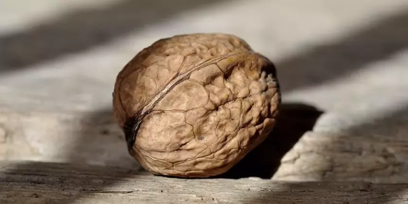 Přirozený ořešák na dřevěném povrchu pro článek.
