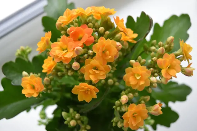 Květoucí kalanchoe s oranžovými květy a zelenými listy
