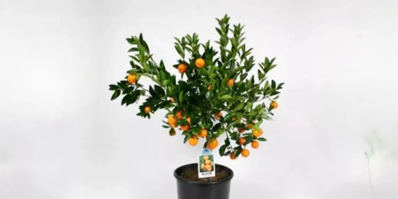 Citrus v květináči s plody na bílém pozadí.
