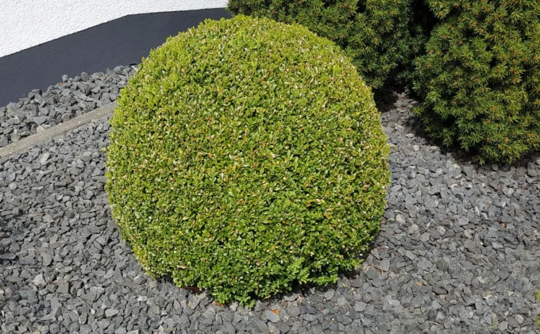 Zdravý buxus v zahradě po řádném stříhání.