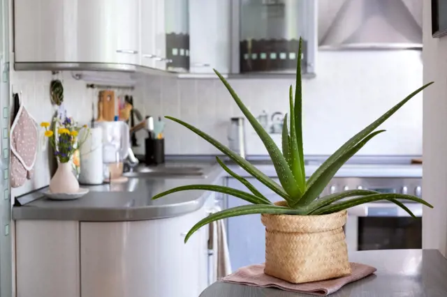 Zdravá rostlina Aloe Vera na kuchyňské desce.