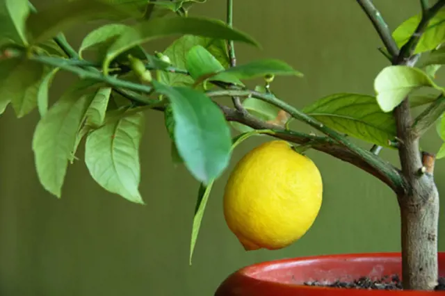 Žlutá citronová plodina rostoucí v květináči s listy.