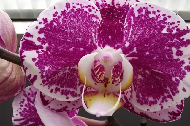 Fialová orchidej phalaenopsis s bílými skvrnami v detailu.