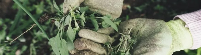 Ruční odstraňování plevelů z zahradní půdy rukama v rukavicích.