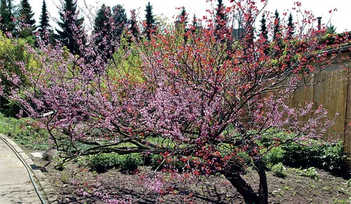Cercis siliquastrum v květu růžovými květy na zahradě.