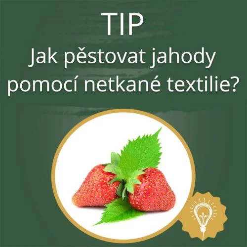 Jak pěstovat jahody pomocí netkané textilie?