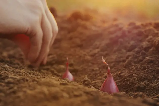 Ruce zasazují cibulové hlavičky do země na podzim.