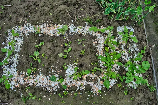 Mleté skořápky jako hnojivo pro rostliny v zahradě.