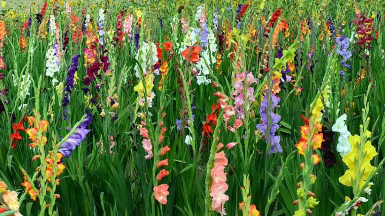 Rozmanité barevy kvetoucich gladiole na pozadí zelené trávy.