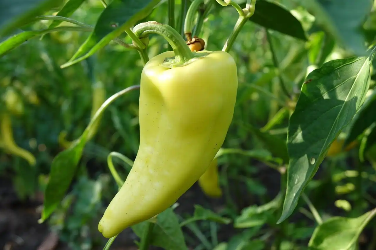 Žlutá paprika rostoucí na keři v zahradě.