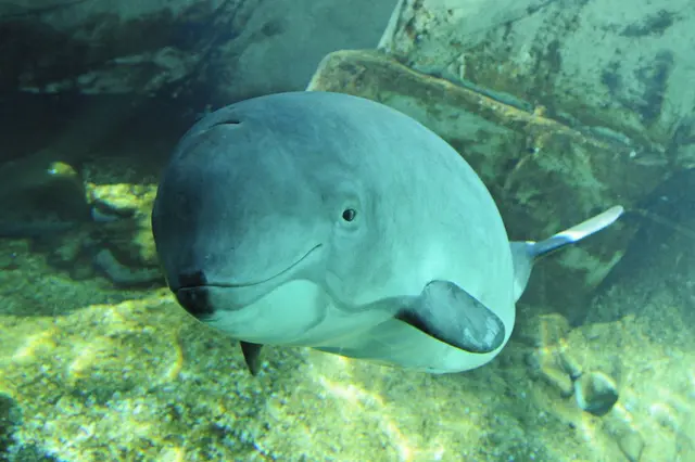 Bílý delphin svíňucha obecná plavoucí v akváriu.