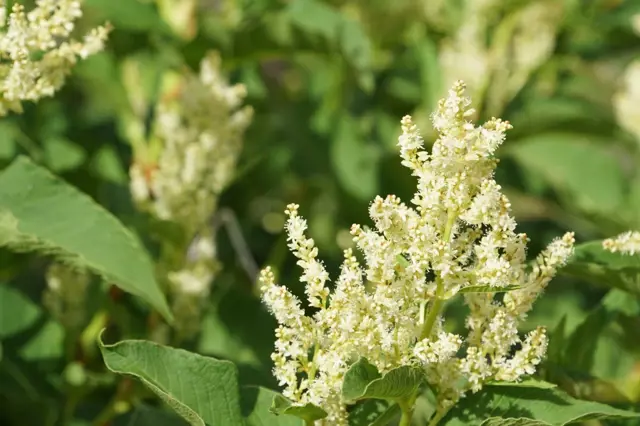 Bílé květy rdesna mnohokvětého na zeleném listí.