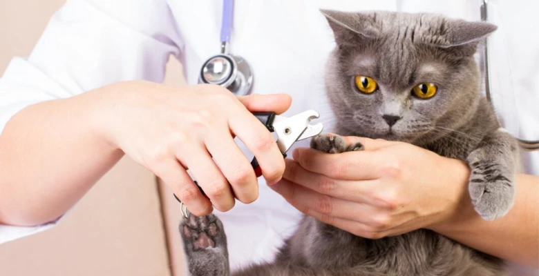 Veterinář ostříhá drápky kočce pomocí nůžek