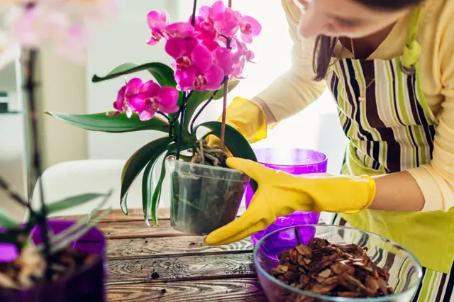 Žena v rukavicích péče o fialovou orchidej.