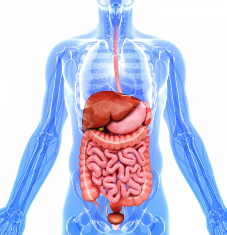 Anatomie lidského trávicího ústrojí s játry a střevy.
