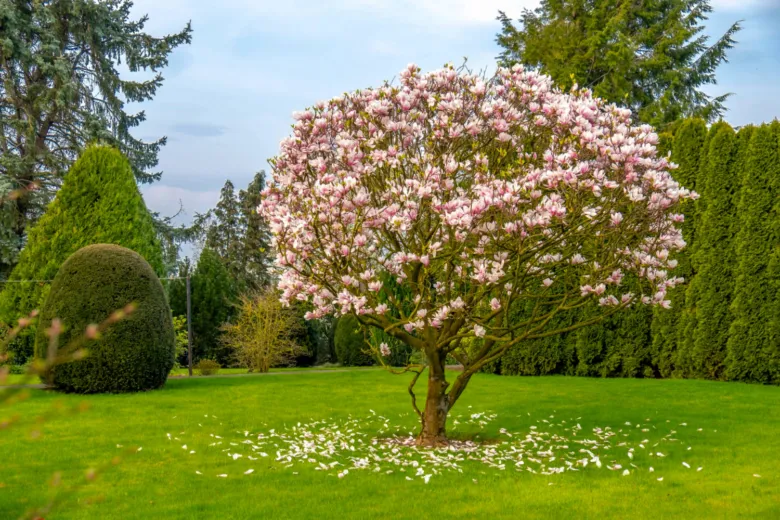 Rozkvetlá magnolie s padajícími květy na trávníku.