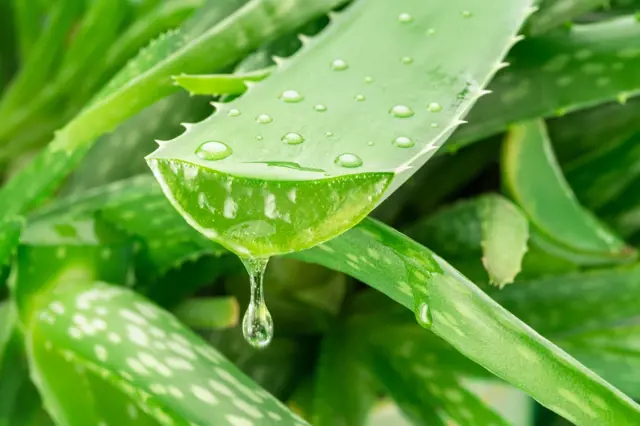 Listek aloe vera s kapkami vody na okraji.