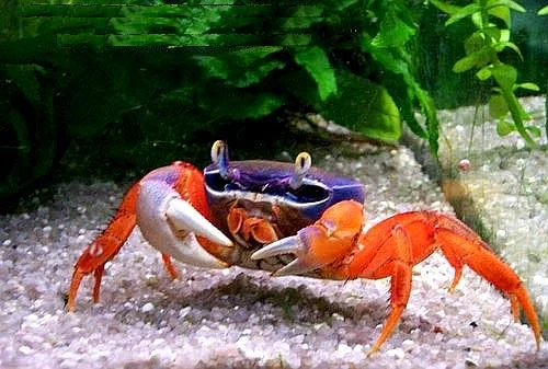 Krab suchozemský s oranžovými nohami a fialovými drápy.