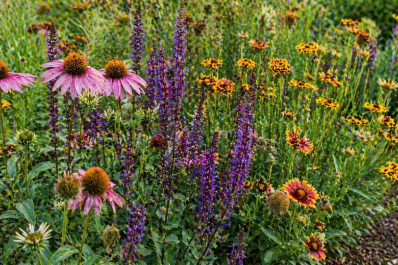 Letní zahrada s kvetoucími trvalkami – koniklec, salvie a rudohlávek