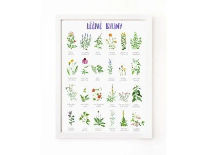 Ilustrace léčivých bylin s názvy v češtině.